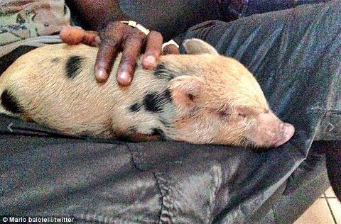 Chán siêu xe và gái đẹp, Balotelli chuyển sang nuôi lợn