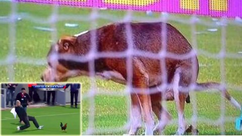 Chó và gà thay nhau vào sân phá trận đấu
