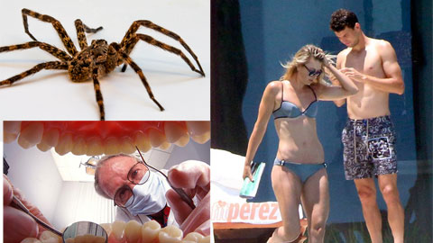 Sharapova sợ nhất nhện và… nha sỹ!