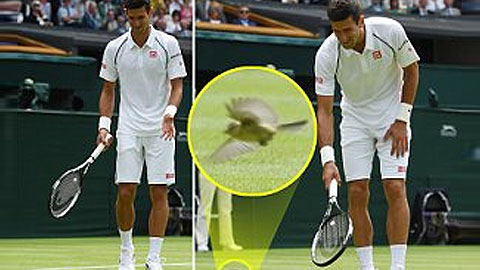 Djokovic có fan hâm mộ ‘đặc biệt’ nhất tại Wimbledon