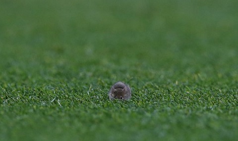 Chú chuột dễ thương trên mặt cỏ sân Old Trafford