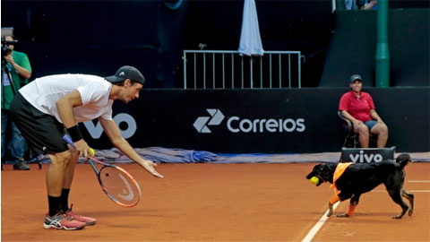 Chó nhặt bóng ở giải ATP