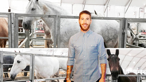 Sergio Ramos nuôi ngựa: Đua có giải, nghỉ vẫn hái ra tiền