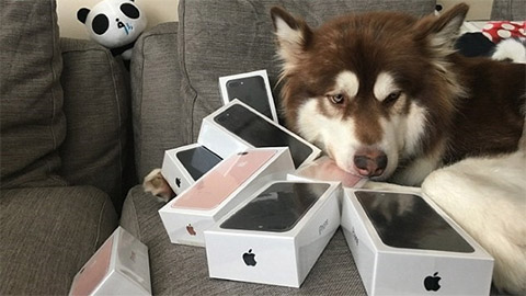 Thiếu gia vung tiền mua 8 chiếc iPhone 7 cho chó cưng
