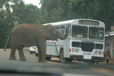 Hình ảnh con voi húc chiếc xe bus được CĐV Thái đăng tải