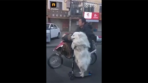 Chó cưỡi scooter điệu nghệ trên phố