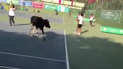 Bò cũng đua đòi thi đấu tennis