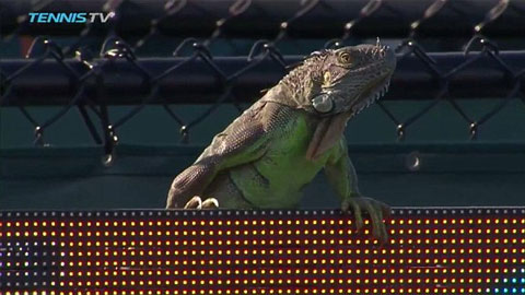 Thằn lằn Iguana đại náo Miami Open