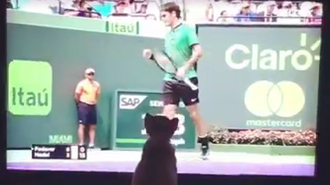 Mèo cũng hâm mộ Federer, Nadal như ai