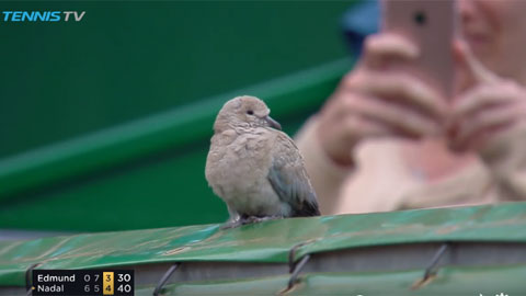 Chim đậu trên lưới xem Nadal chơi tennis