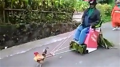Dân chơi Ấn Độ dùng gà kéo xe