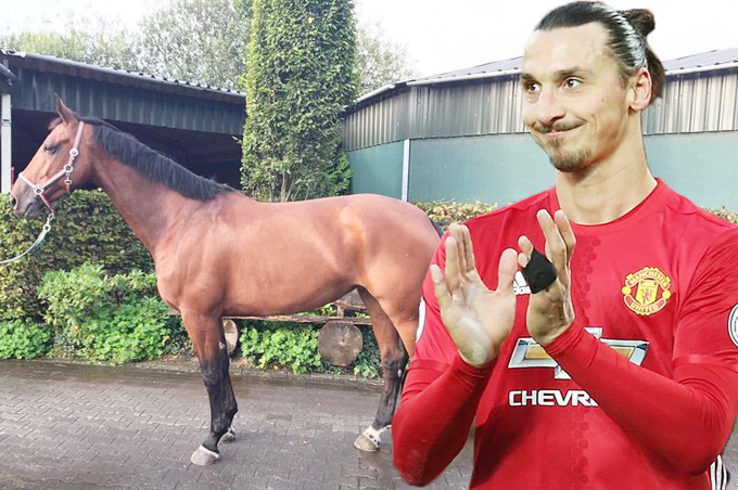 Ibrahimovic khoe chú ngựa mới tậu