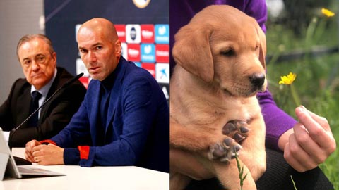Hậu trường sân cỏ 4/6: Con gái chủ tịch Real đặt tên cún là… Zizou