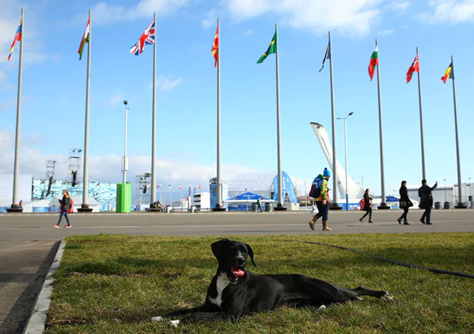 Một chú chó hoang tại Olympic Sochi 2014