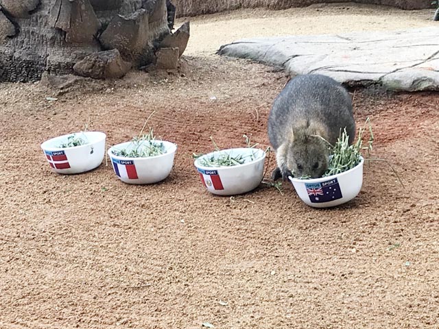 Quokka Davey đoán Australia  đứng đầu bảng C