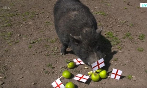 “Thánh lợn” Mystic Marcus bị dọa chọc tiết khi phán Anh vào chung kết  World Cup 2018