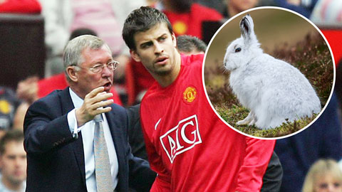 Sir Alex từng phát điên vì chuyện Pique nuôi thỏ