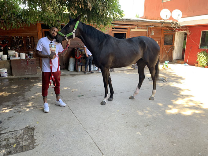 Vidal chăm sóc chú ngựa cưng
