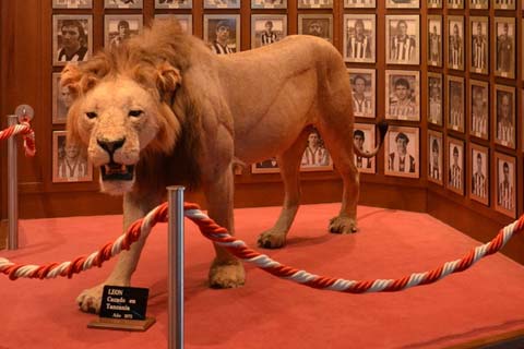 Sư tử đặt trong phòng truyền thống của sân San Mames