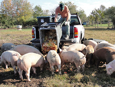 Marcelo Pletsch từng là chủ trang trại nuôi lợn