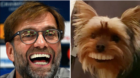 Chú chó nổi tiếng nhờ nụ cười giống hệt... HLV Klopp