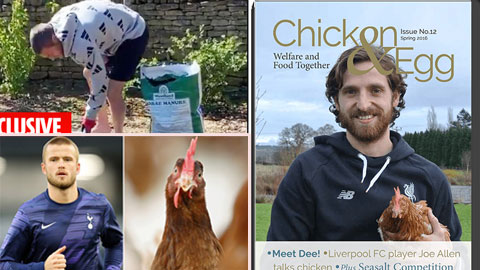 Rộ mốt trồng rau nuôi gà của sao Premier League