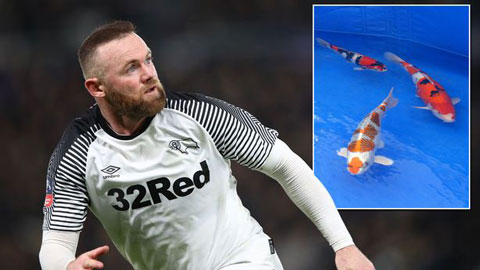 Rooney chi 150.000 bảng mua cá Koi về ngắm trong thời gian cách ly