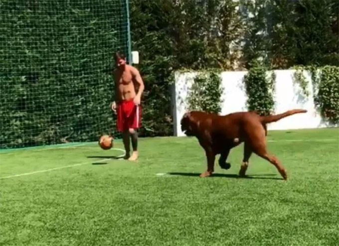 Anh rất thích chơi bóng cùng chú chó khổng lồ