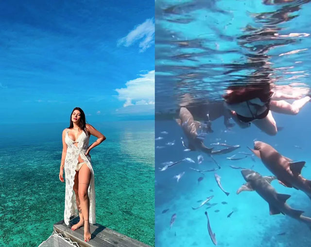 Monique mạo hiểm lặn cùng bầy cá mập