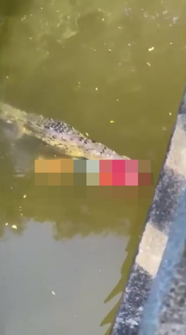 Hình ảnh gây sốc khi con cá sấu vồ lấy nạn nhân