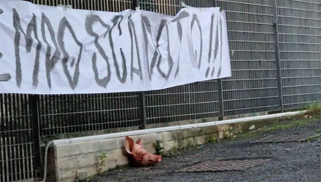 Fan Spezia khủng bố đội nhà bằng thủ lợn