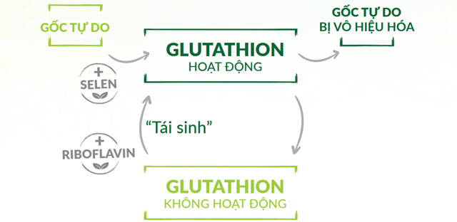 Chu trình hoạt động khép kín của bộ 3 Glutathion, Selen và Riboflavin