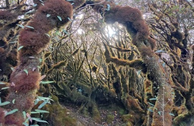 Lạc vào rừng rêu cổ tích