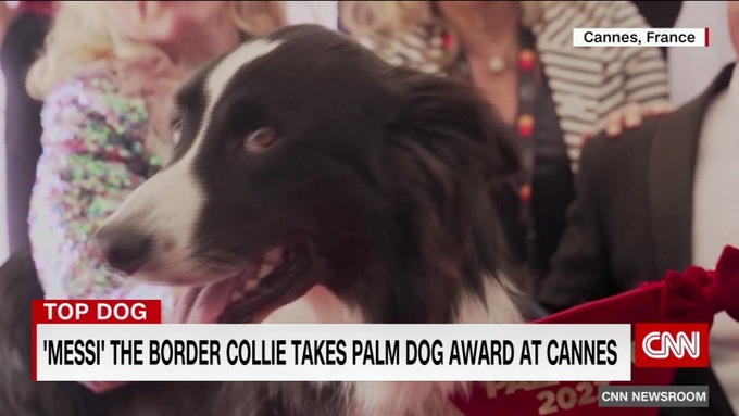 Hãng thông tấn CNN đưa tin chú chó Messi giành giải Palm Dog