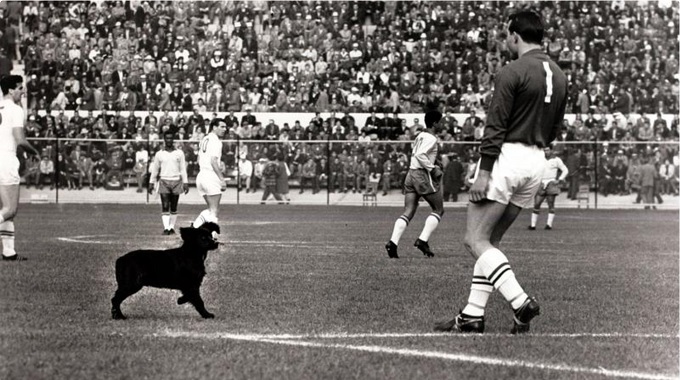 Garrincha và chú chó đi lạc ở World Cup 1962