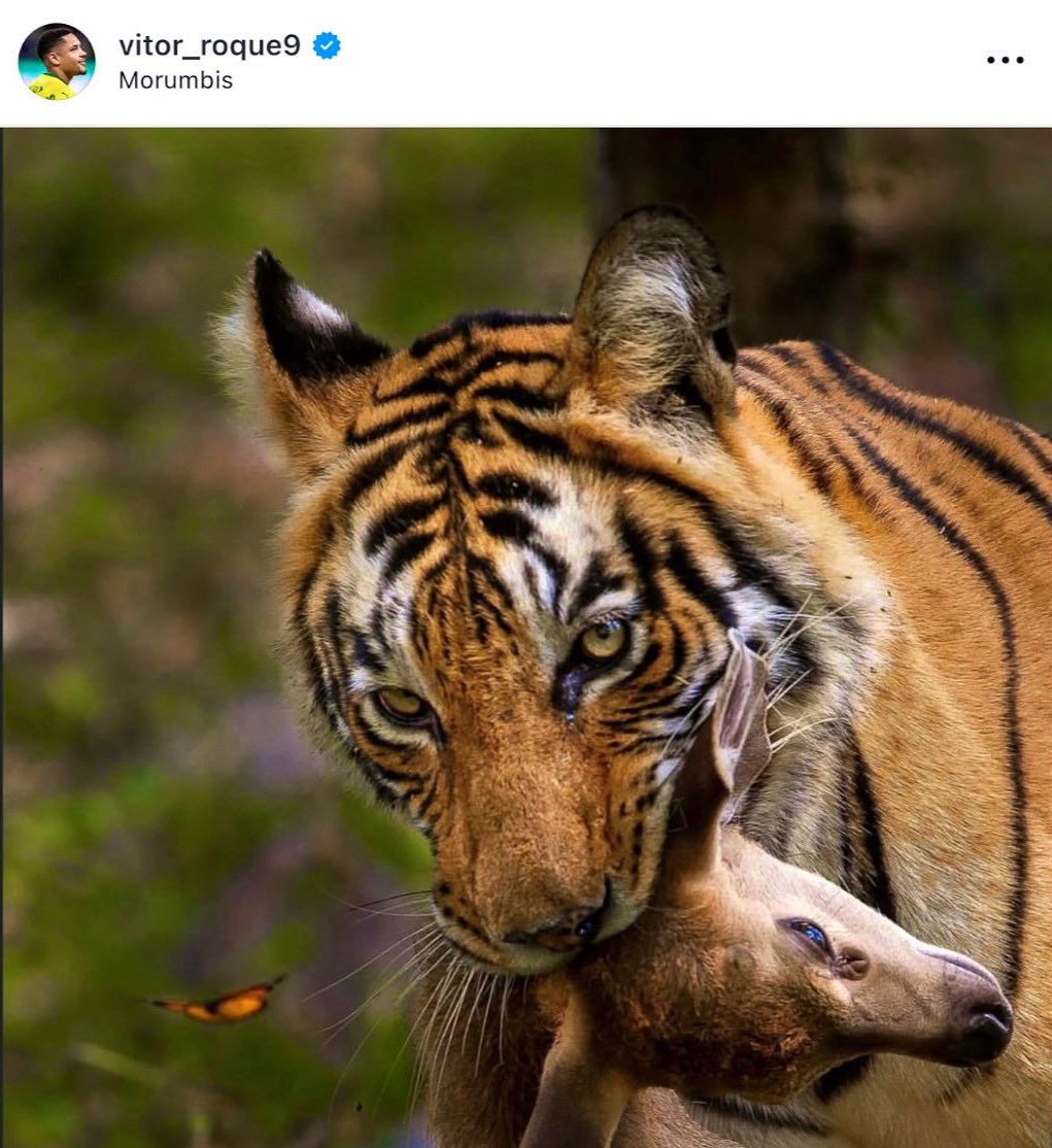 Bài đăng khiến Roque gặp họa