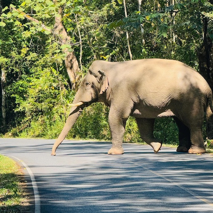 Chú voi rừng bất ngờ xuất hiện cản đường ĐT xe đạp Việt Nam. Ảnh: Sang Nguyễn