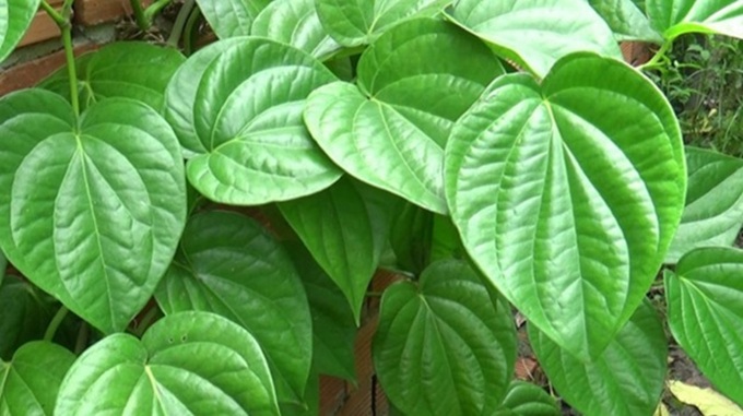 Lá trầu không có tác dụng kháng khuẩn mà lại êm dịu với da