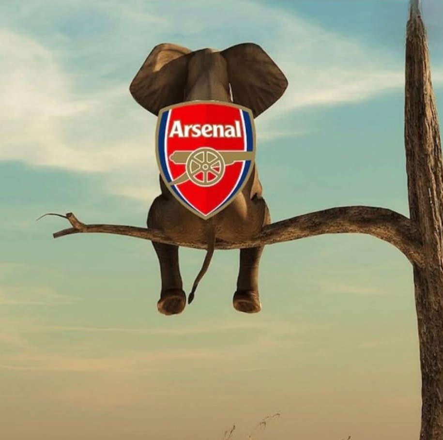 Arsenal, đội vẫn bị troll là "con voi trên cành cây", đã tái lập khoảng cách 5 điểm với Man City (64 so với 59).