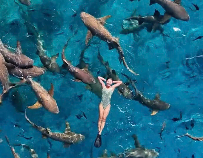 Nguyễn Thị Ánh Viên gây sốt khi bơi cùng cá mập ở Maldives.