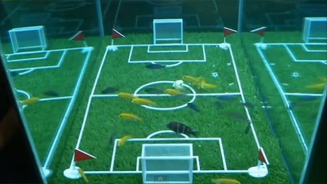 Khai mạc World Cup 2014 của... cá