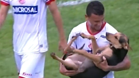 Chó gây náo loạn, cầu thủ bế ra khỏi sân