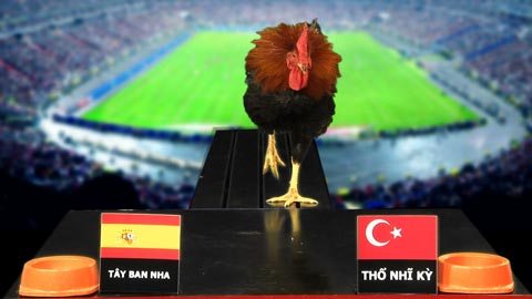 Gà Tài dự đoán trận Tây Ban Nha - Thổ Nhĩ Kỳ