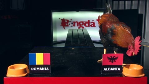 Gà Tài dự đoán trận Romania - Albania