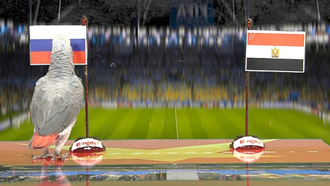 Vẹt Natasha dự đoán kết quả trận Nga - Ai Cập 