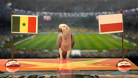 Vẹt Natasha dự đoán kết quả trận Ba Lan vs Senegal 