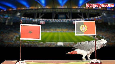 Vẹt Natasha dự đoán kết quả trận Bồ Đào Nha - Morocco