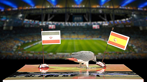 Vẹt Natasha dự đoán kết quả trận Iran - Tây Ban Nha