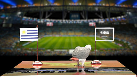 Vẹt Natasha dự đoán kết quả trận Uruguay - Saudi Arabia