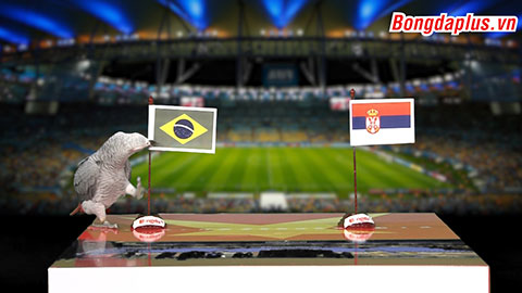Vẹt Natasha dự đoán trận Serbia - Brazil 